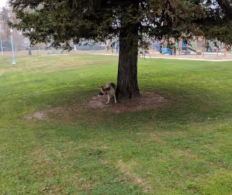 Corvallis Dog Park